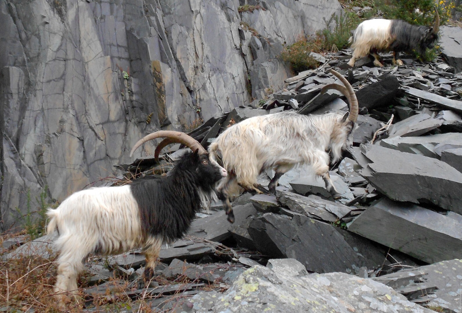 Snowdon Hikes Wales Highest Peak Hiking Adventures Snowdon Hikes Wales Highest Peak Hiking Adventures